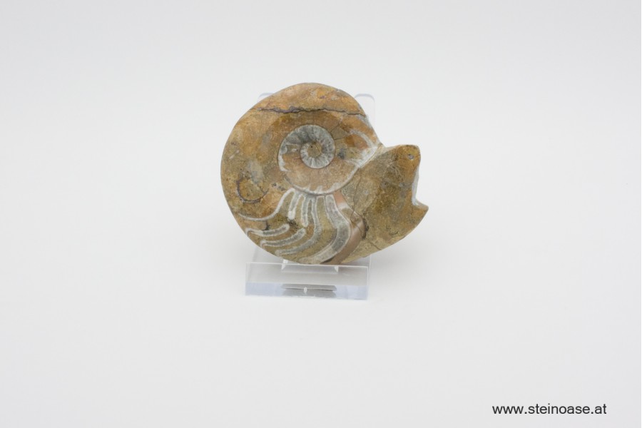 Ammonite  poliert